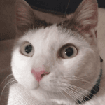 Rafarquero